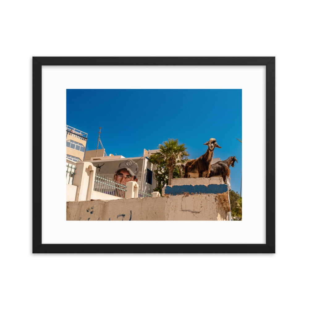 Taghazout Morocco goats Wall Art