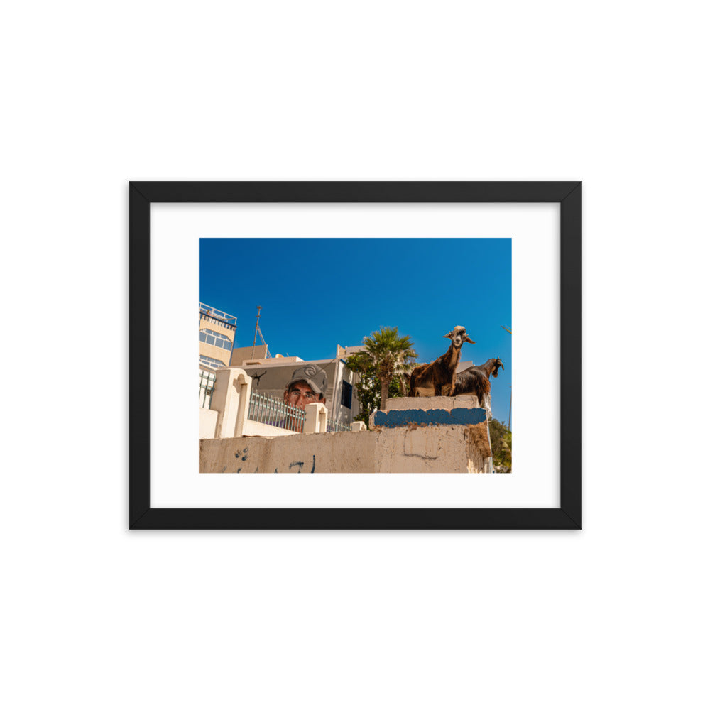 Taghazout Morocco goats Wall Art