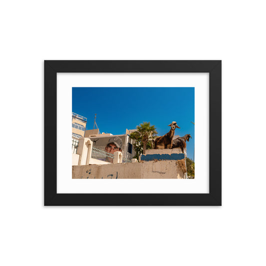 Taghazout Morocco goats Wall Art